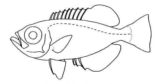 Representative of the Priacanthidae family (Gosline & Brock, 1960, fig. 121)